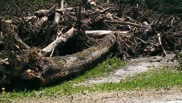 Hinckley Metroparks Roadside