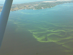 AlgaeLakeErie